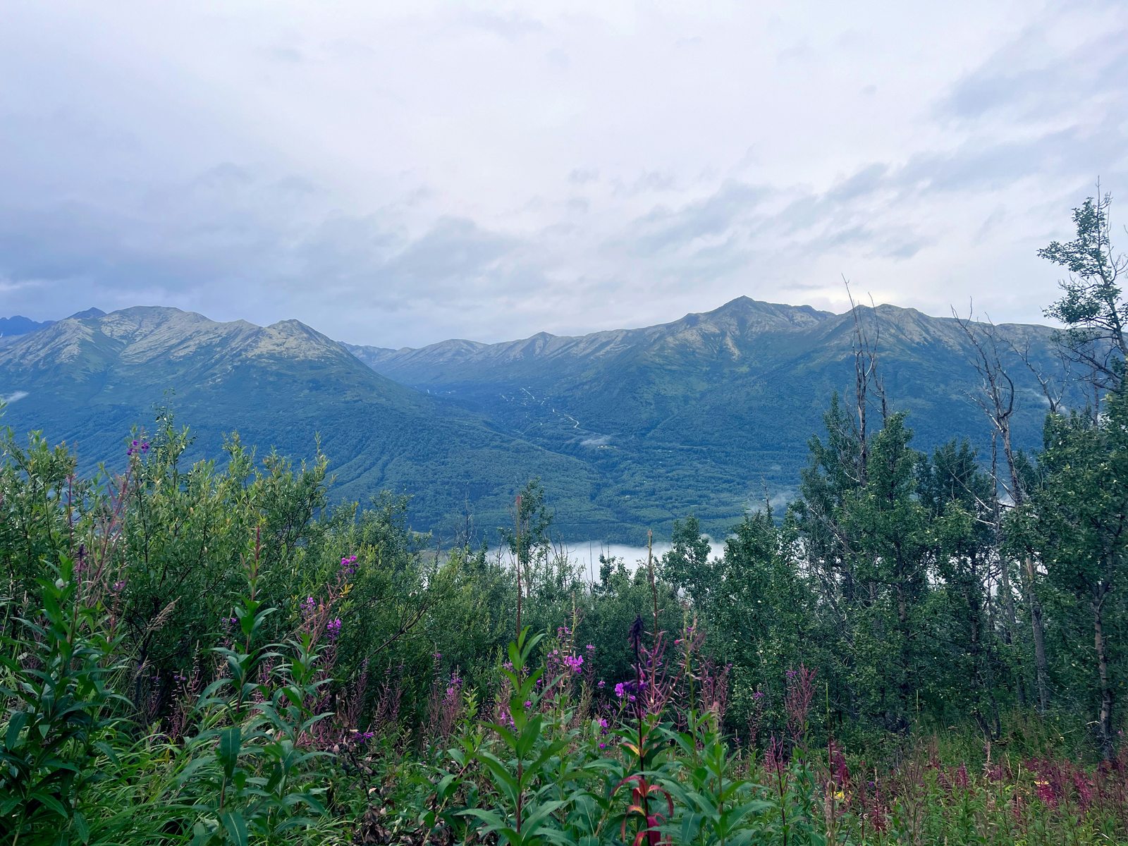 Chugach Mountains and fireweed, Anchorage Alaska